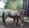 Frisby & Filly.jpg (221019 bytes)