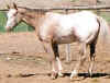 debalingermare.jpg (21166 bytes)
