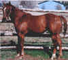 hollyred.jpg (43971 bytes)